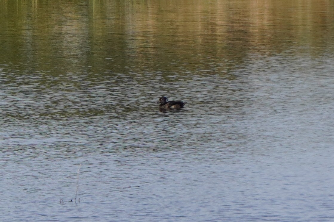 Tufted Duck - ML623509893