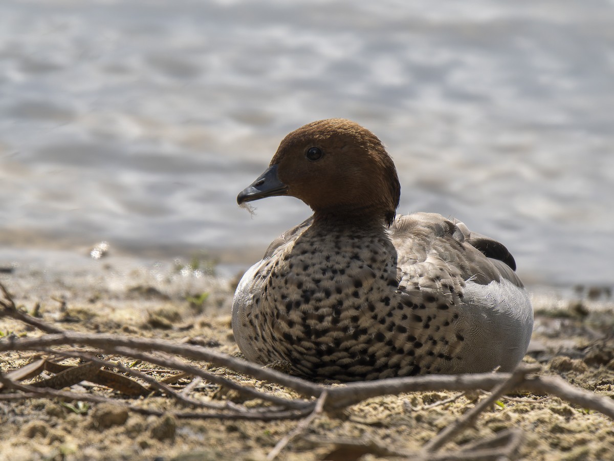 Maned Duck - ML623509898