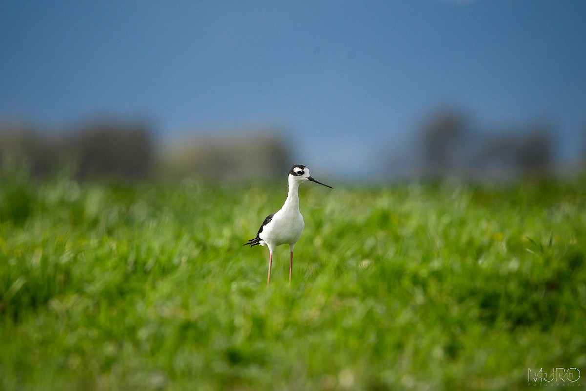 Black-necked Stilt - ML623509929