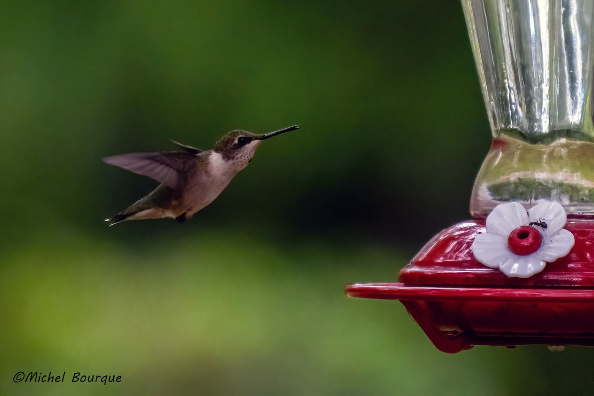 Ruby-throated Hummingbird - ML623509952