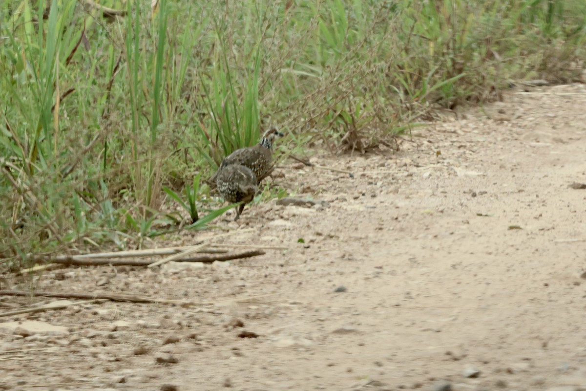 Crested Bobwhite - ML623509961