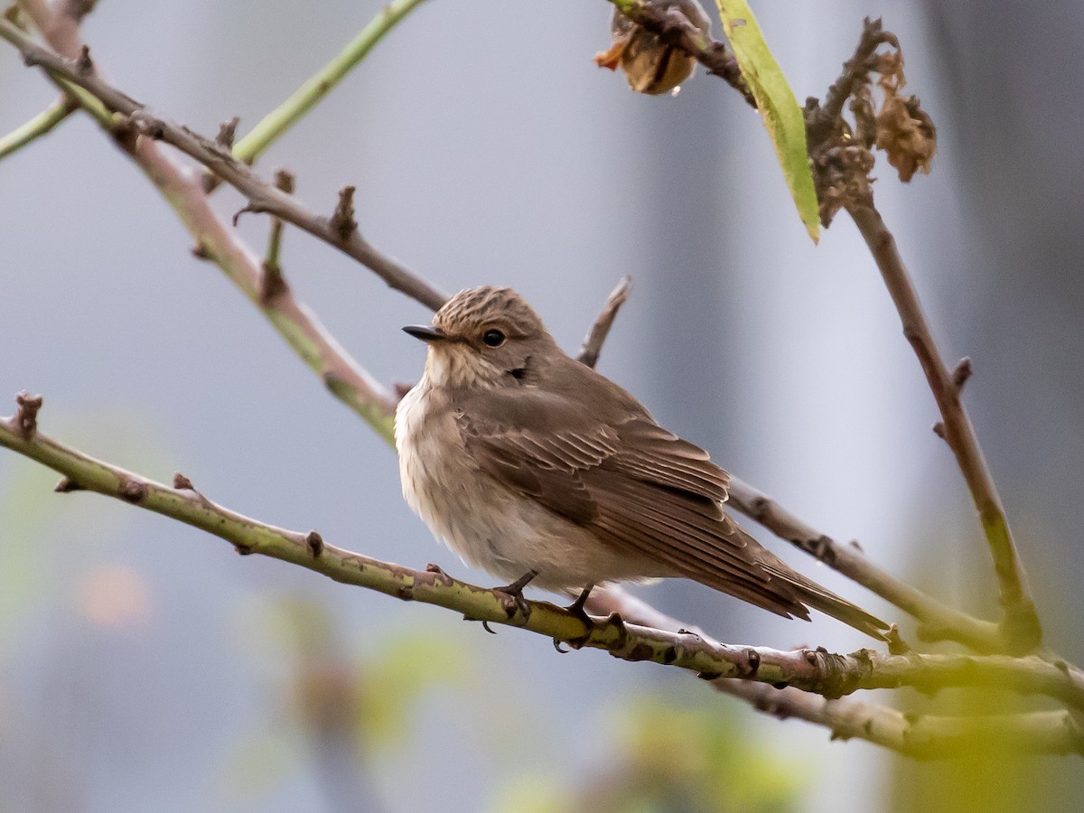 Spotted Flycatcher - ML623509977