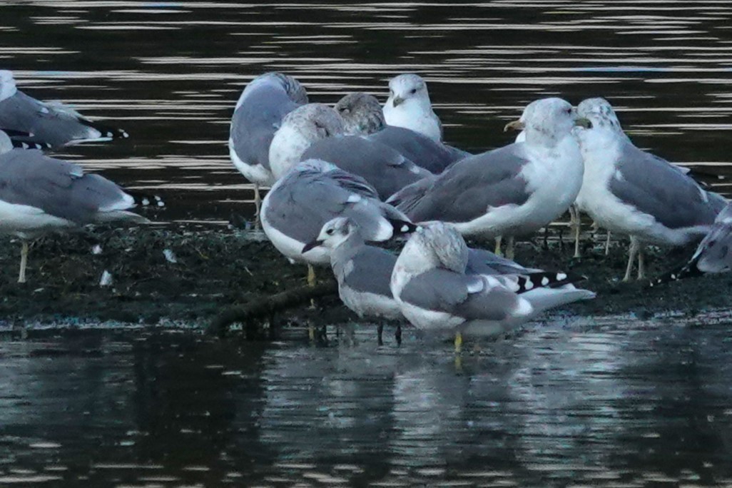 Gaviota Guanaguanare - ML623509991