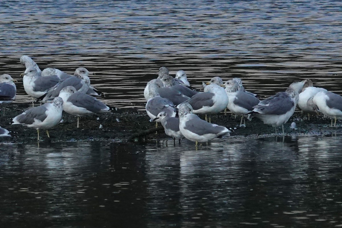 Gaviota Guanaguanare - ML623509992