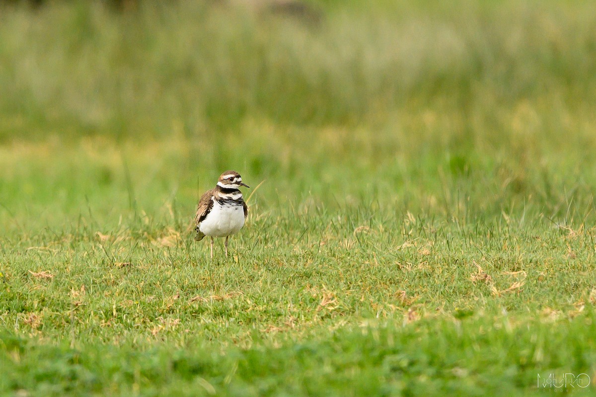 Killdeer - ML623509997