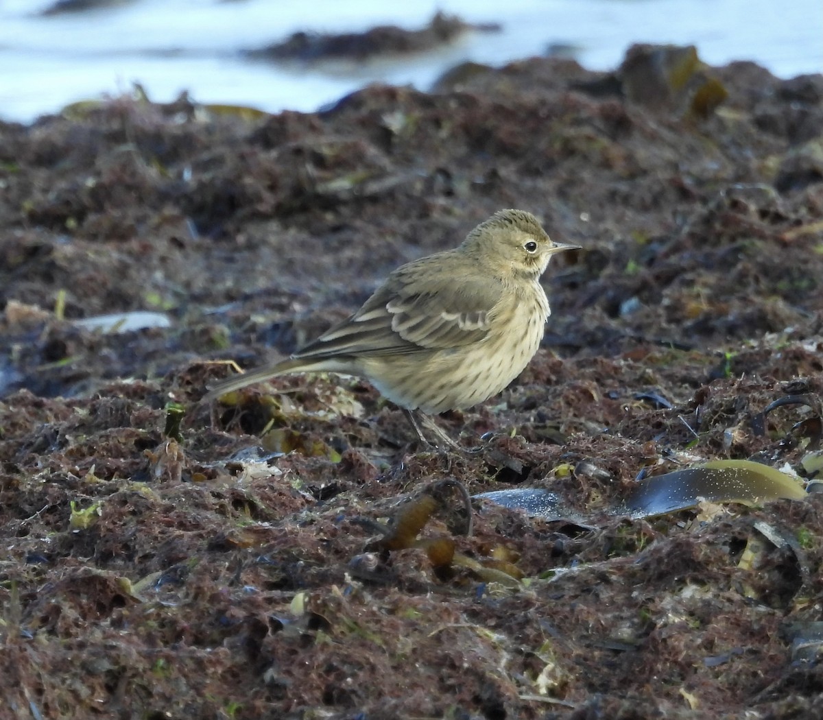 Pipit d'Amérique - ML623510006