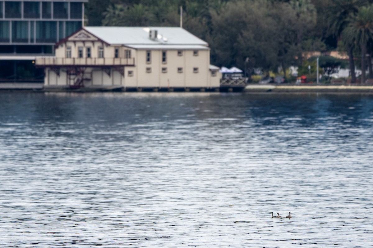 potápka šedohlavá - ML623510011