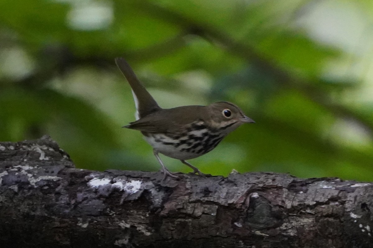 Ovenbird - ML623510013