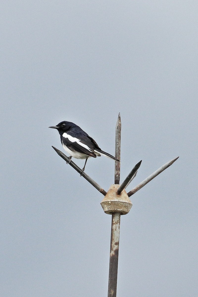 Oriental Magpie-Robin - ML623510020