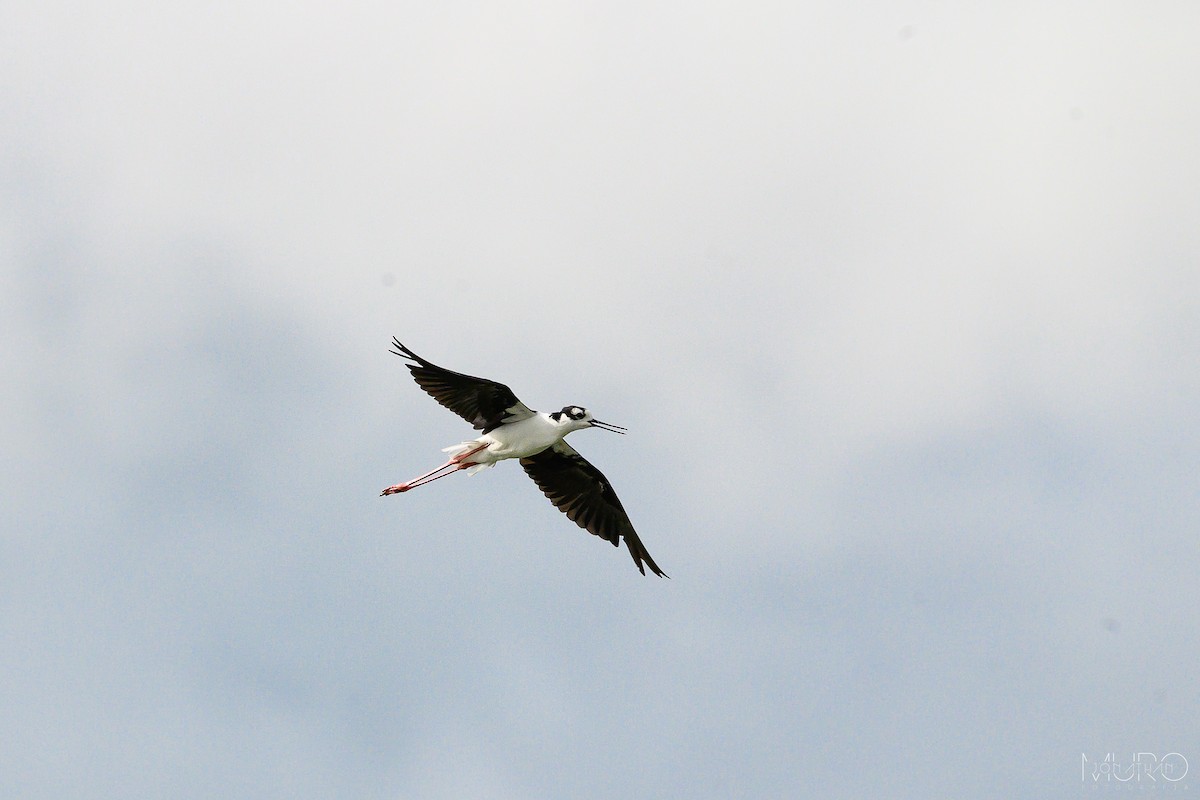 Black-necked Stilt - ML623510033