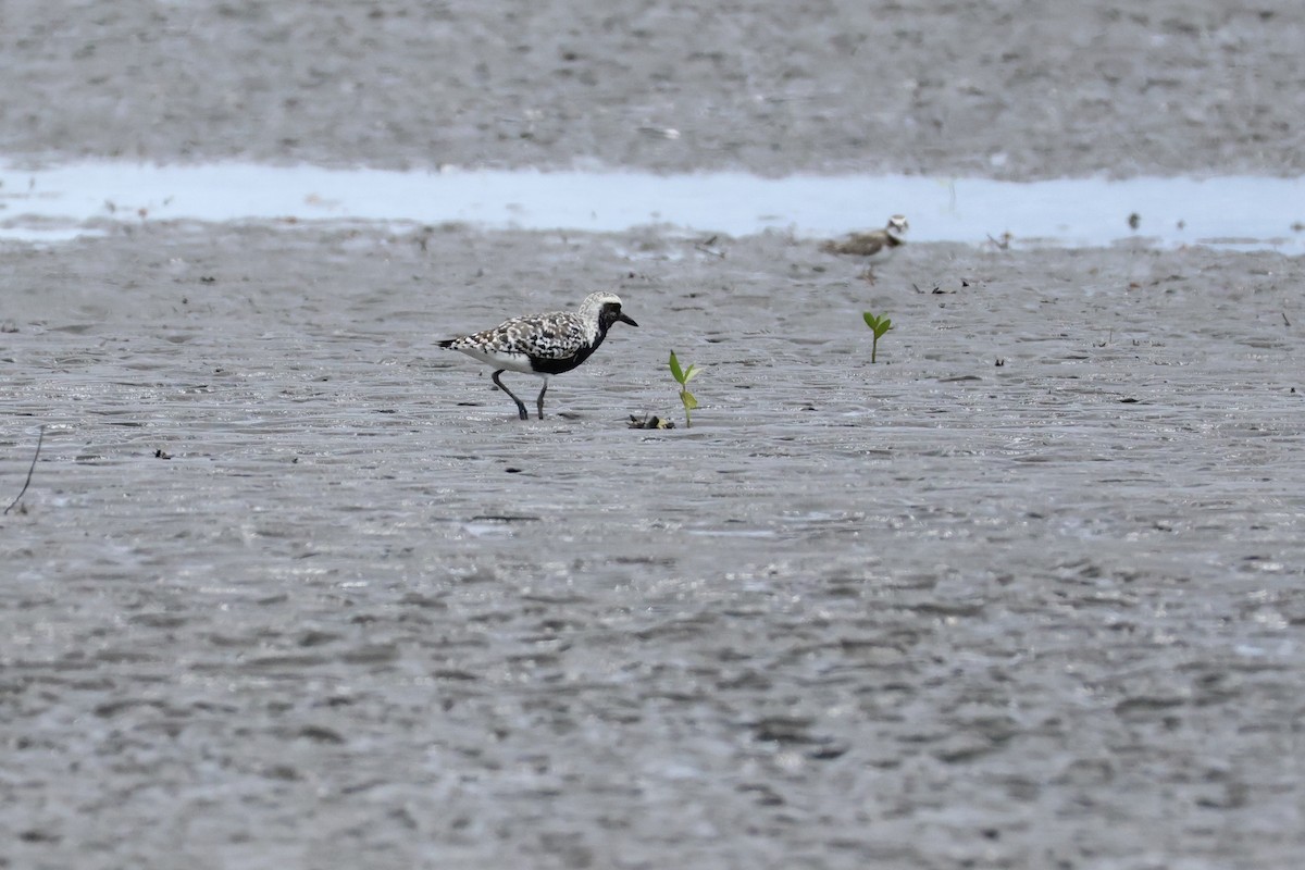 Black-bellied Plover - Jan Cubilla