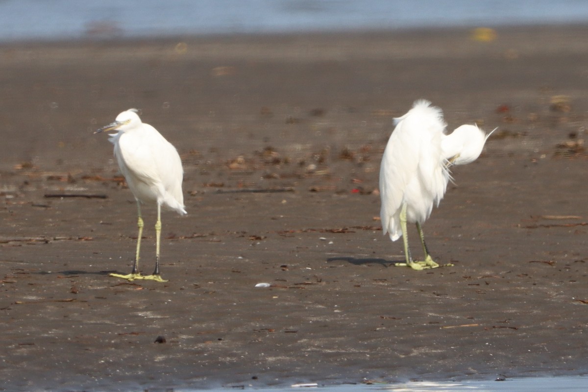 Chinese Egret - ML623510045