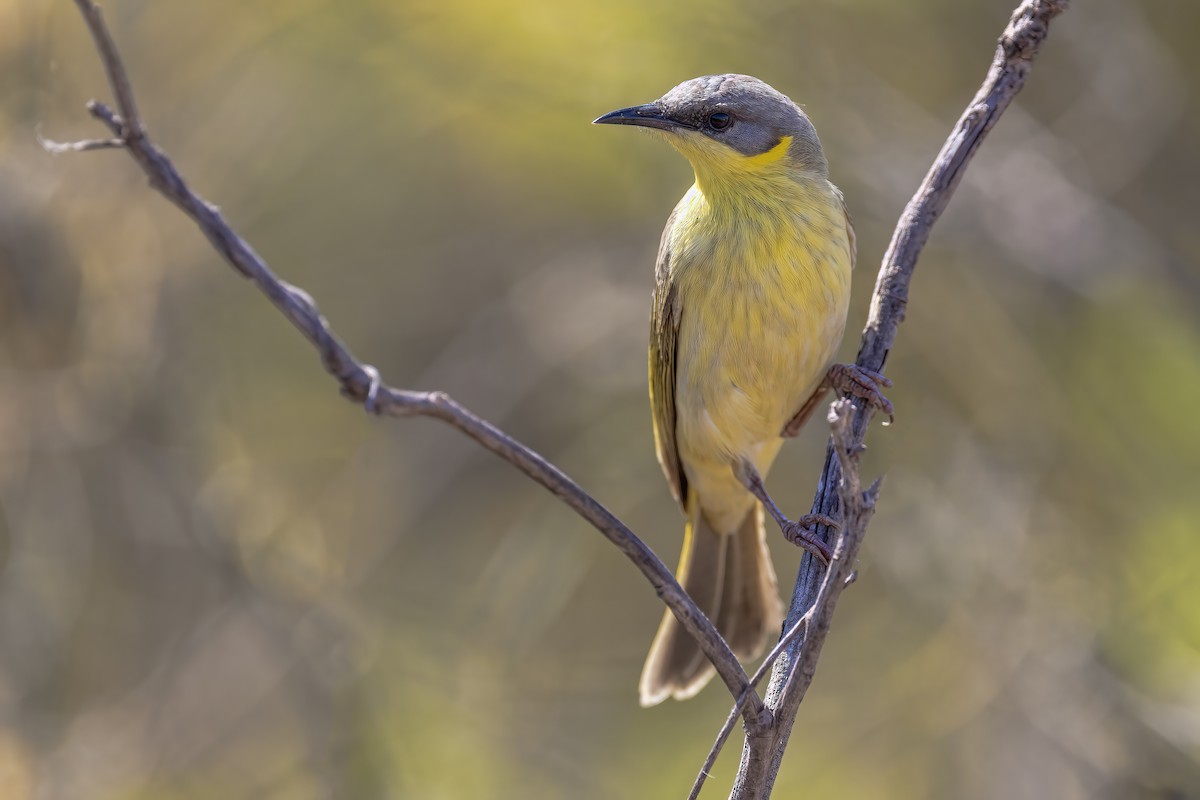 Gray-headed Honeyeater - ML623510079