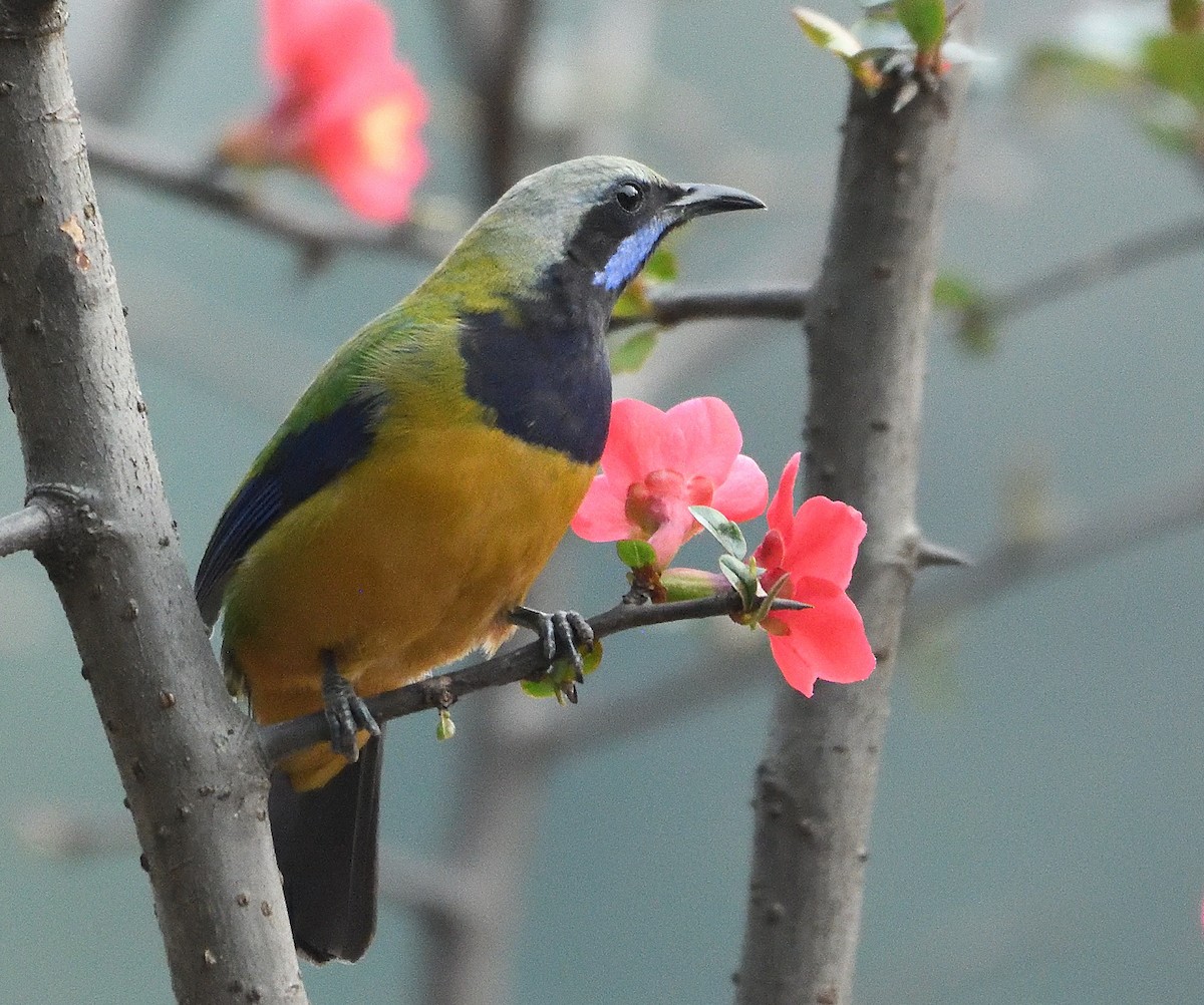 Orange-bellied Leafbird - ML623510080