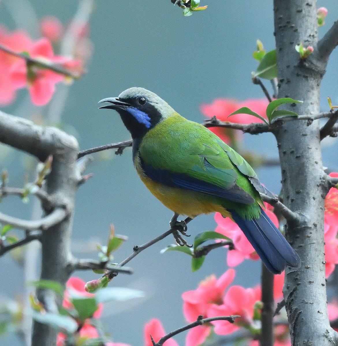 Orange-bellied Leafbird - ML623510081