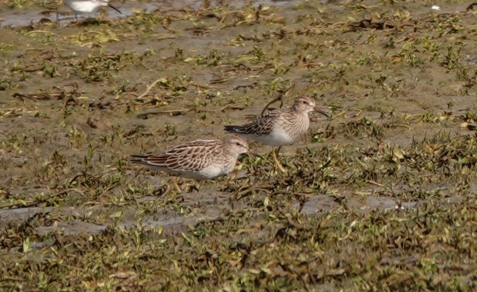 Pectoral Sandpiper - ML623510125