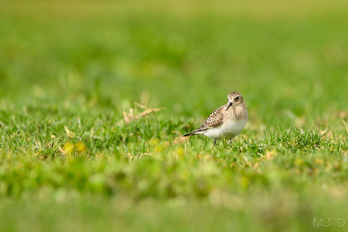 Байрдийн элсэг - ML623510128