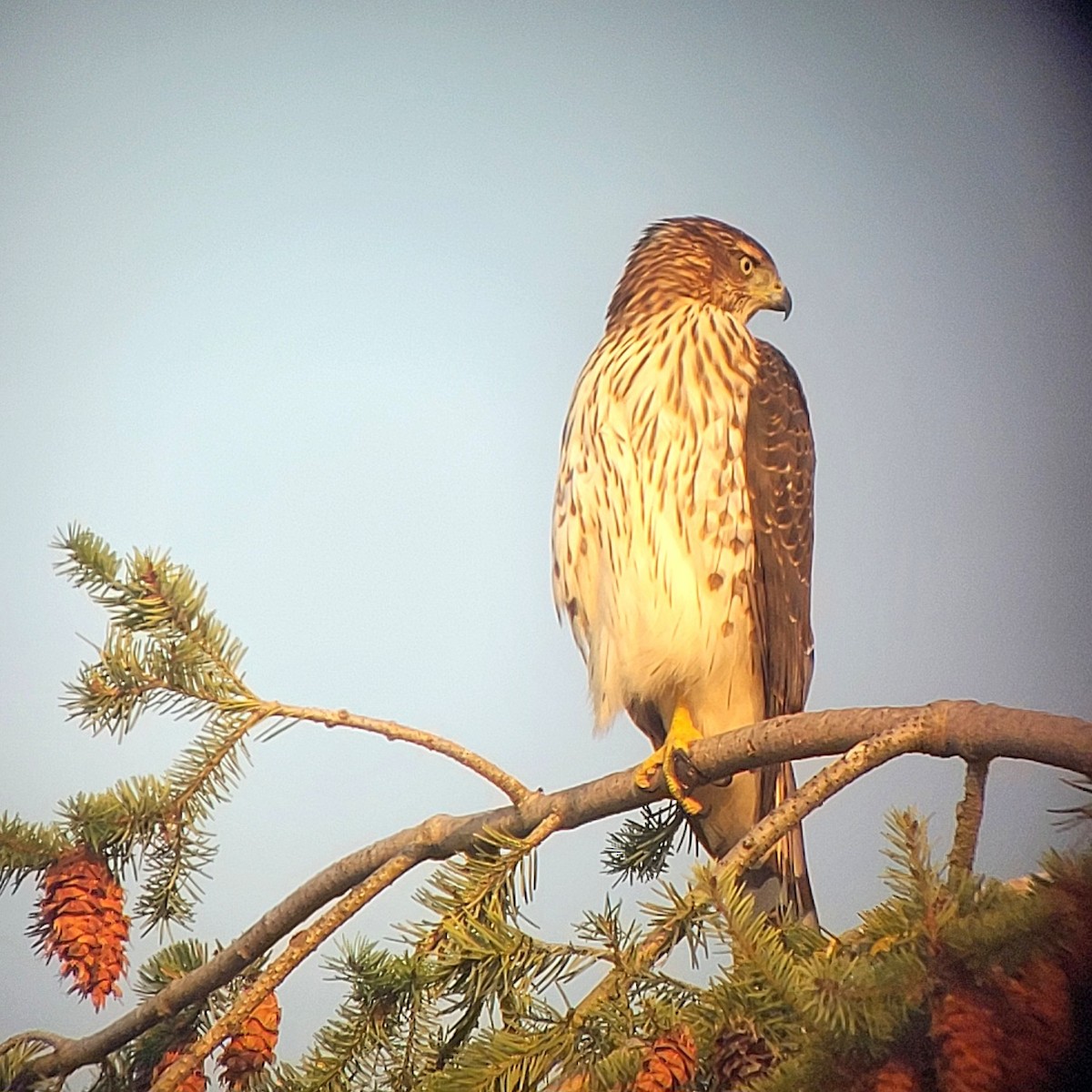 Cooper's Hawk - ML623510169