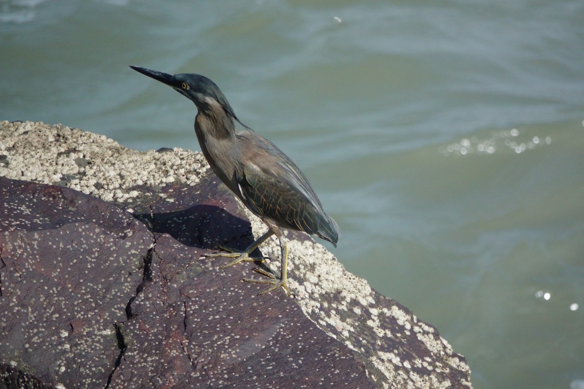 Striated Heron - Usha Viswanathan