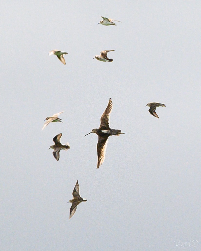 Хараалжин цууцил - ML623510174