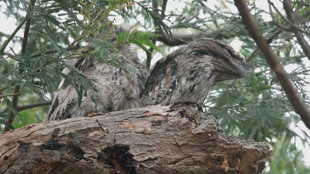 Tawny Frogmouth - ML623510200