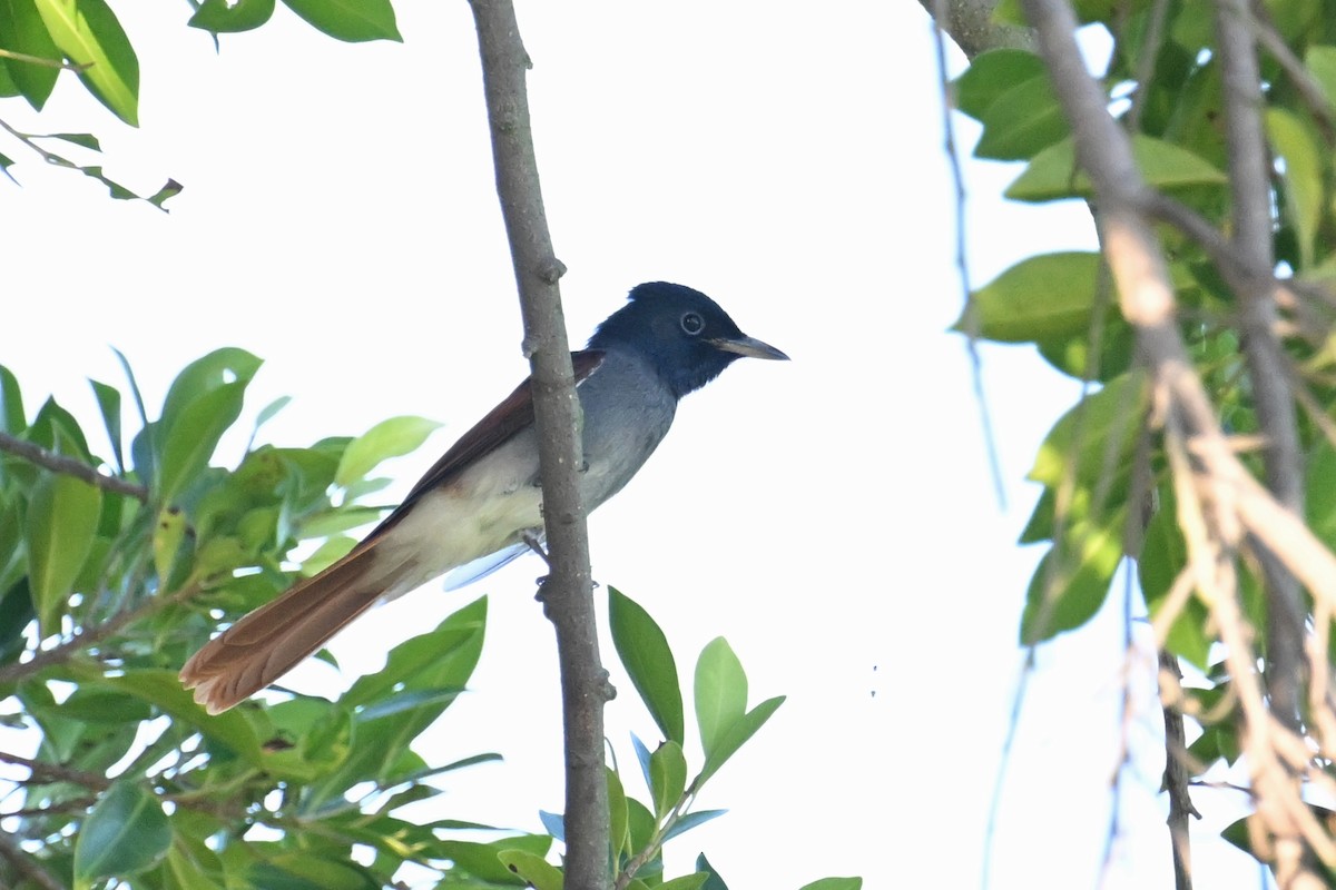 Amur Paradise-Flycatcher - ML623510206