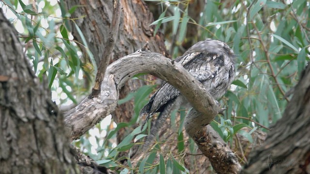 Tawny Frogmouth - ML623510239