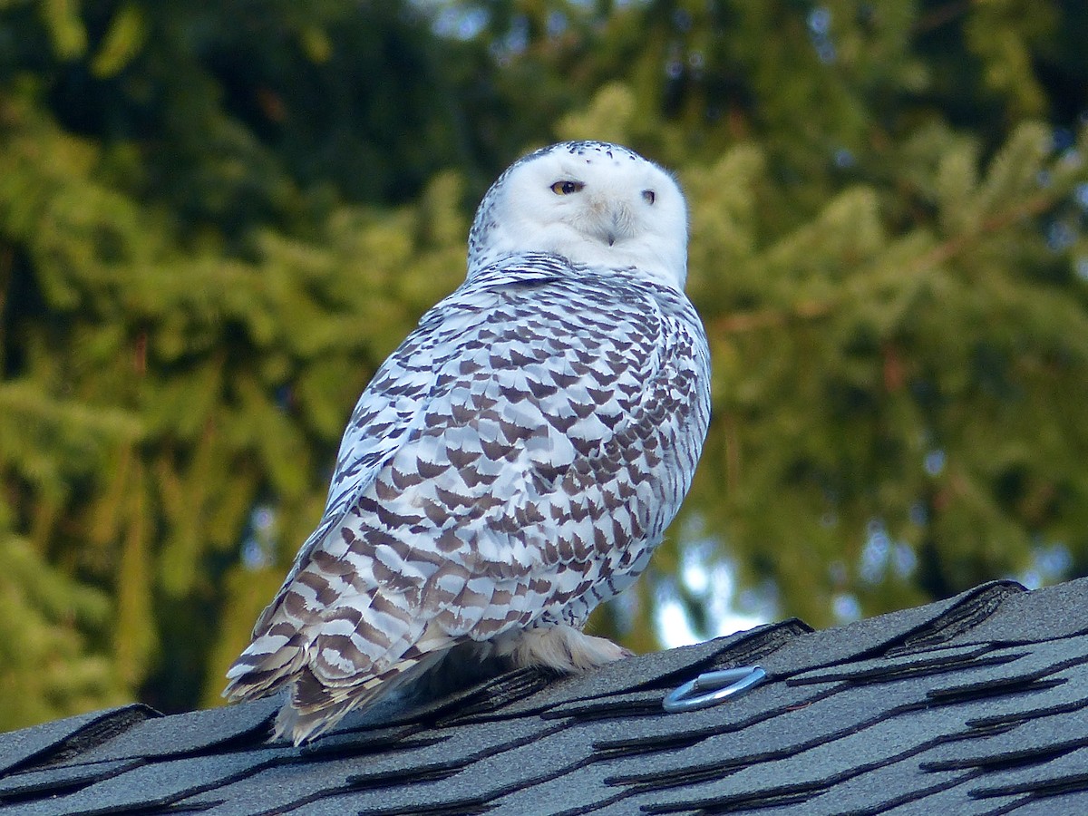 Snowy Owl - ML623510262