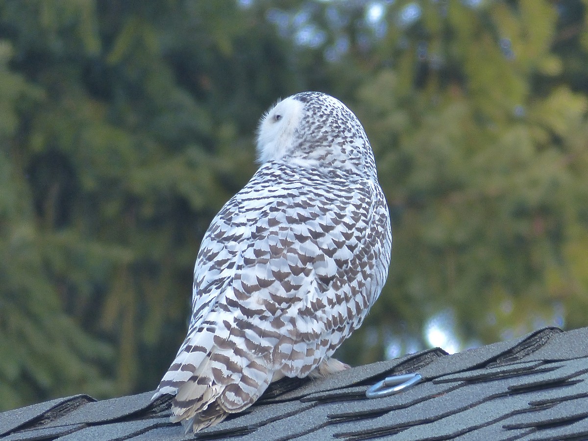 Snowy Owl - ML623510266