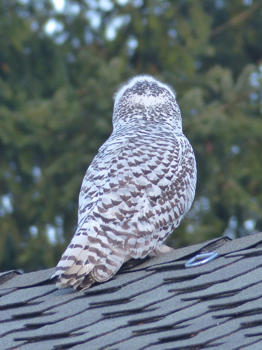 Snowy Owl - ML623510267