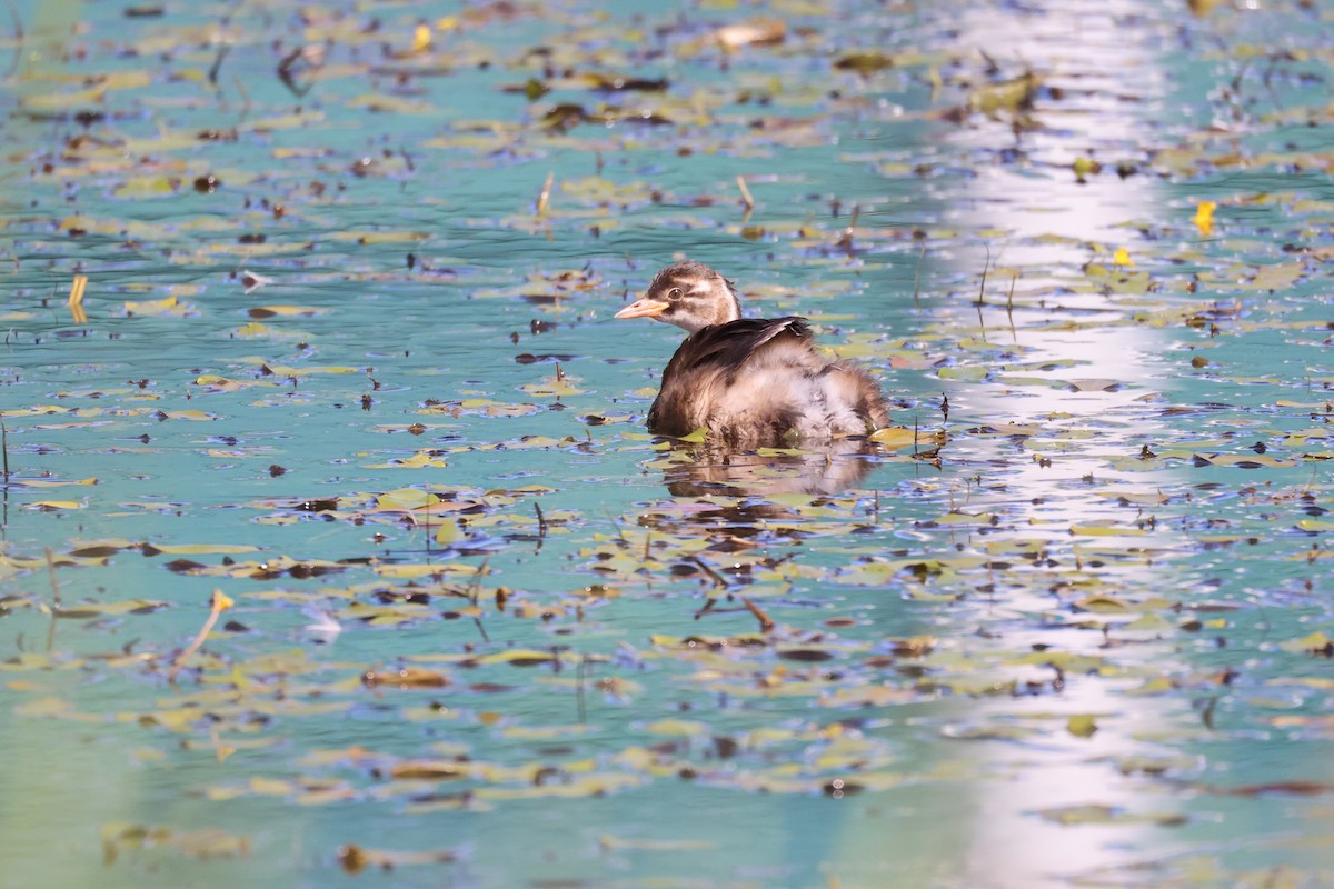 Little Grebe - ML623510268