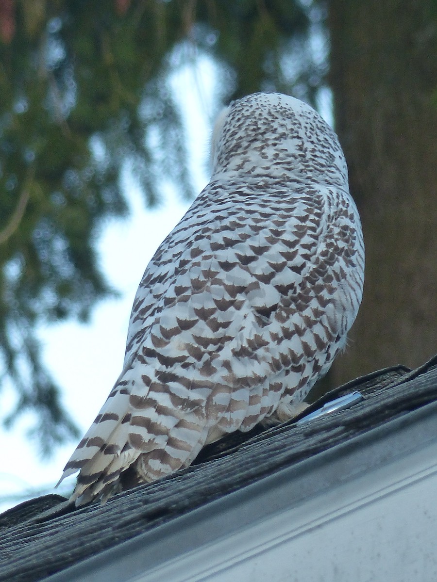 Snowy Owl - ML623510269