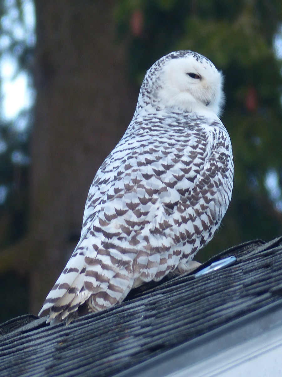 Snowy Owl - ML623510270