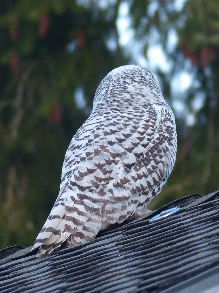 Snowy Owl - mark lundgren