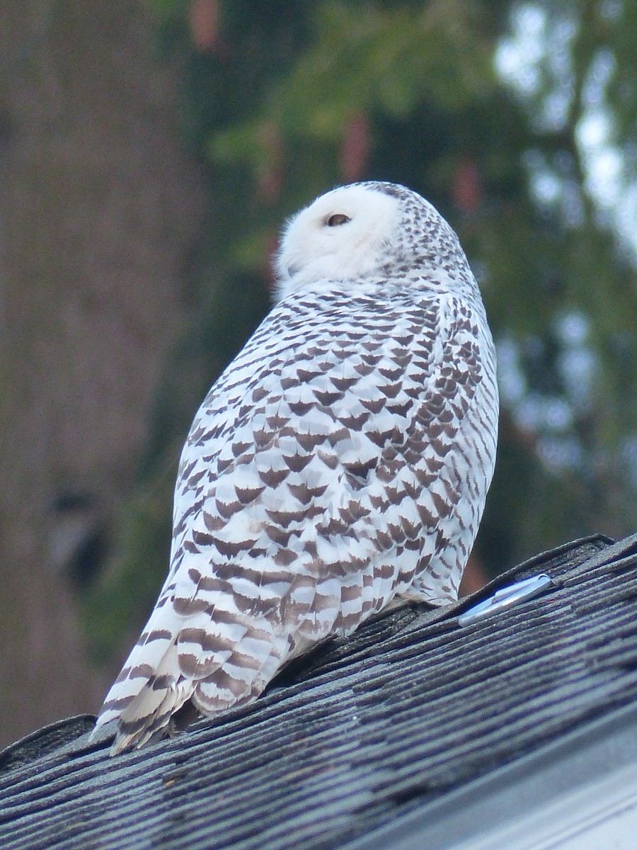 Snowy Owl - ML623510276