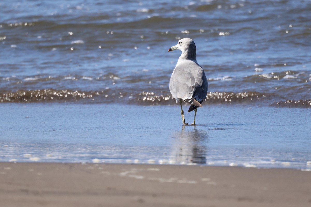 Black-tailed Gull - Akinori Miura