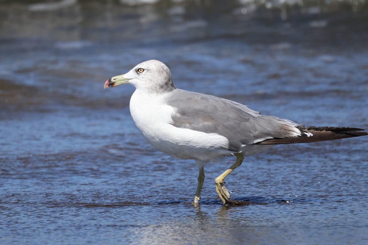 Black-tailed Gull - ML623510300