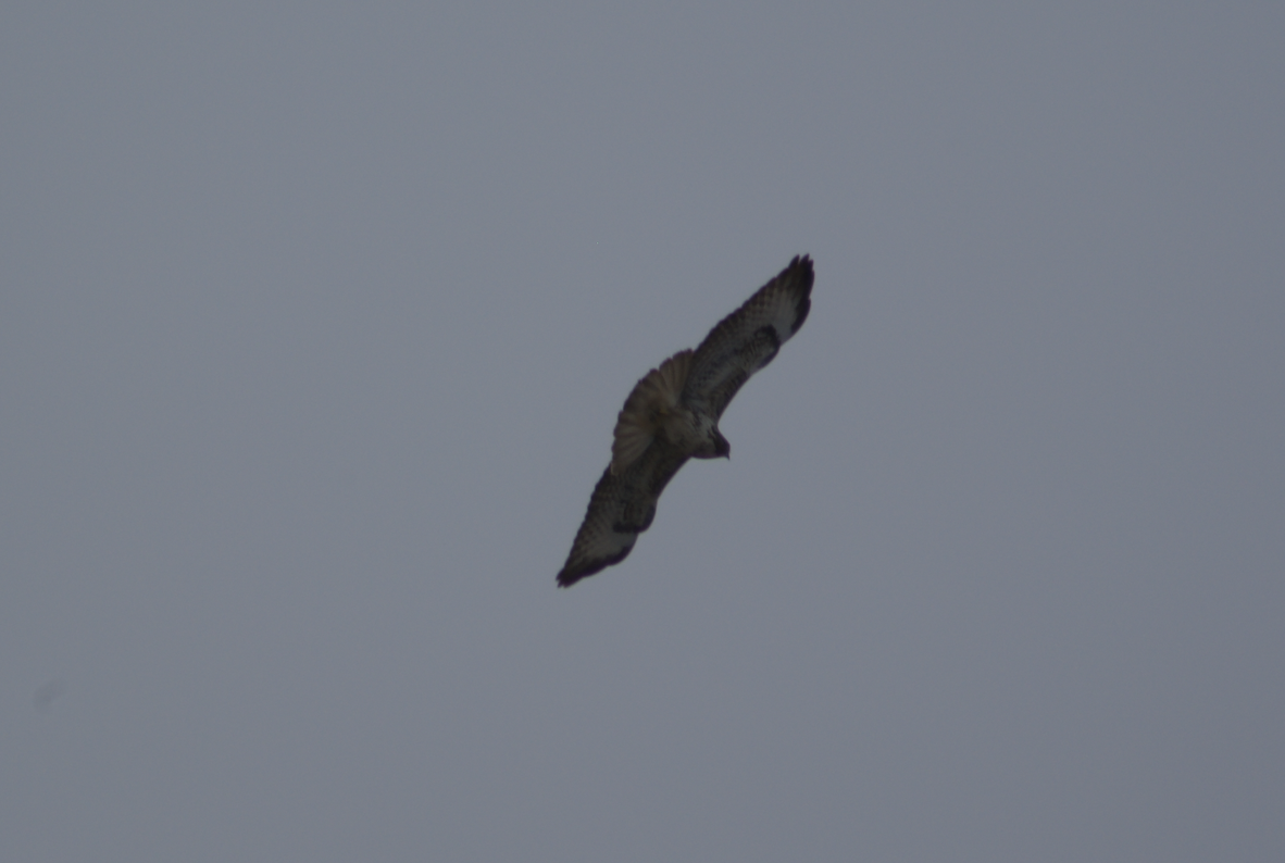 Common Buzzard (Canary Is.) - ML623510339