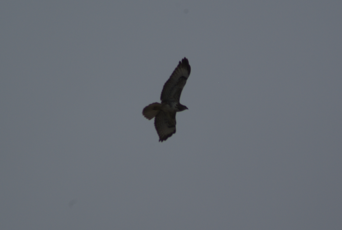 Common Buzzard (Canary Is.) - ML623510340