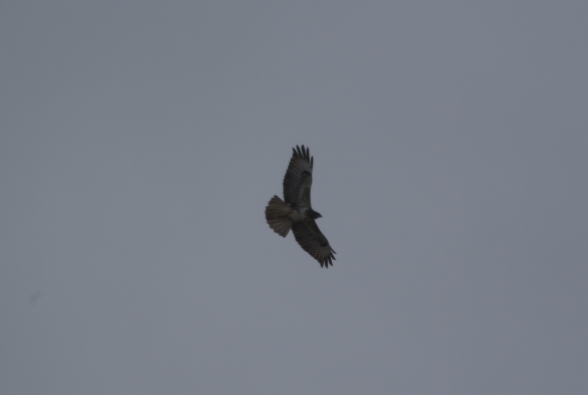 Common Buzzard (Canary Is.) - ML623510341