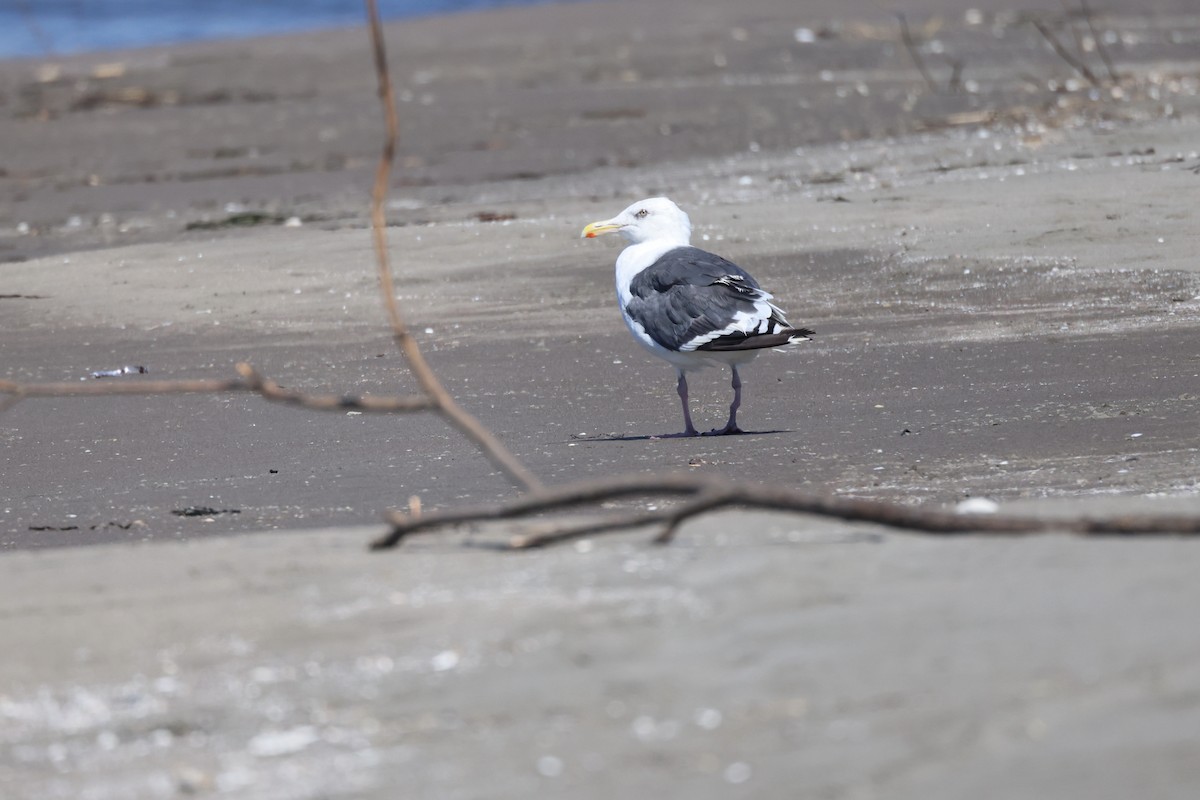 Slaty-backed Gull - ML623510343