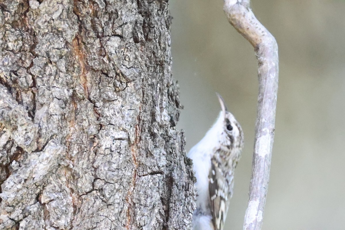 Eurasian Treecreeper - ML623510360