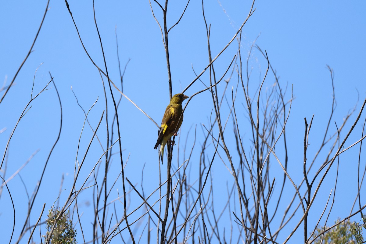 Oriental Greenfinch - ML623510376