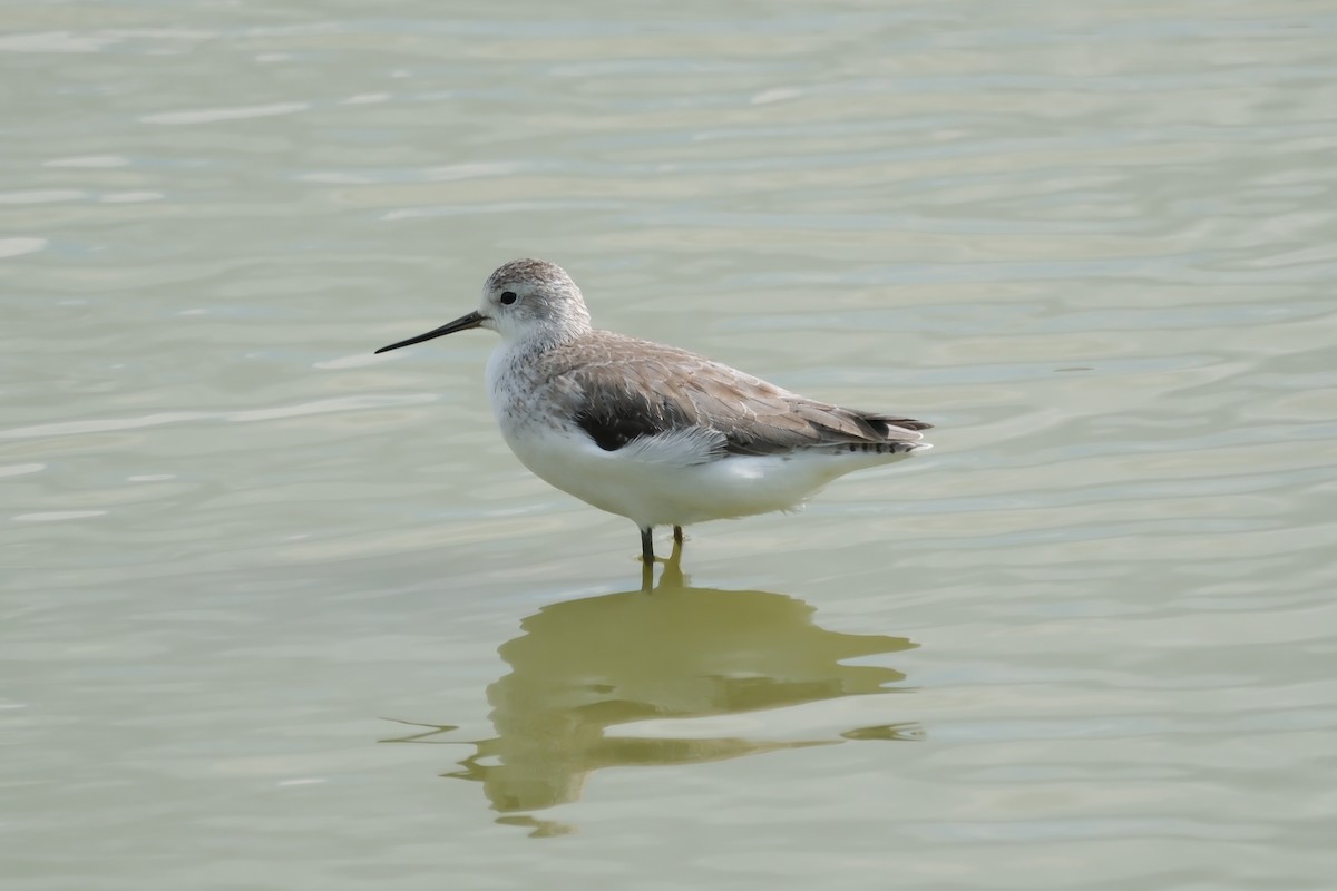 Marsh Sandpiper - Xu Arlen