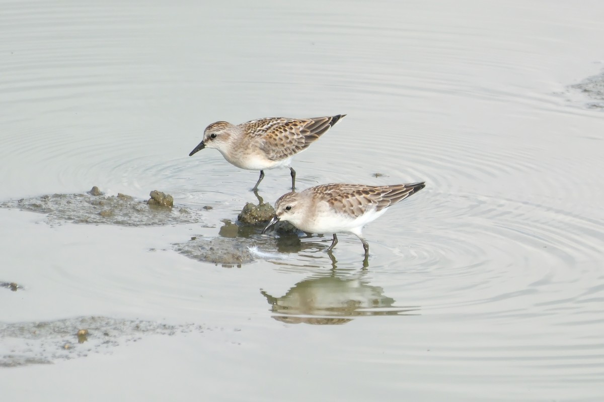 Rotkehl-Strandläufer - ML623510443