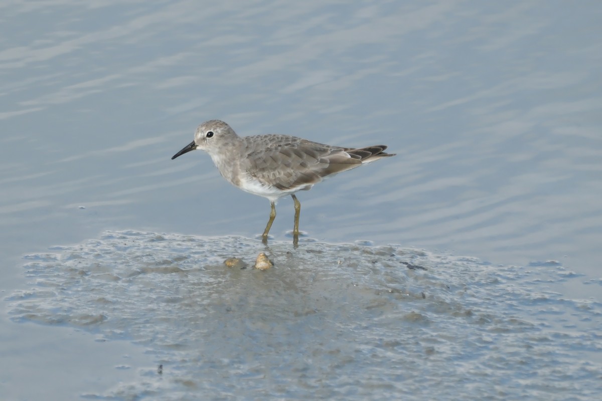 Temminckstrandläufer - ML623510445