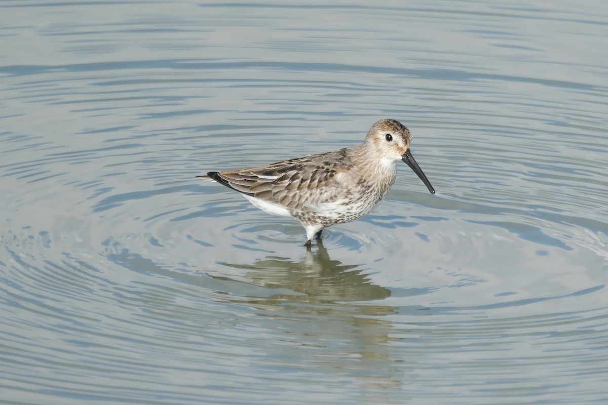 Alpenstrandläufer - ML623510448