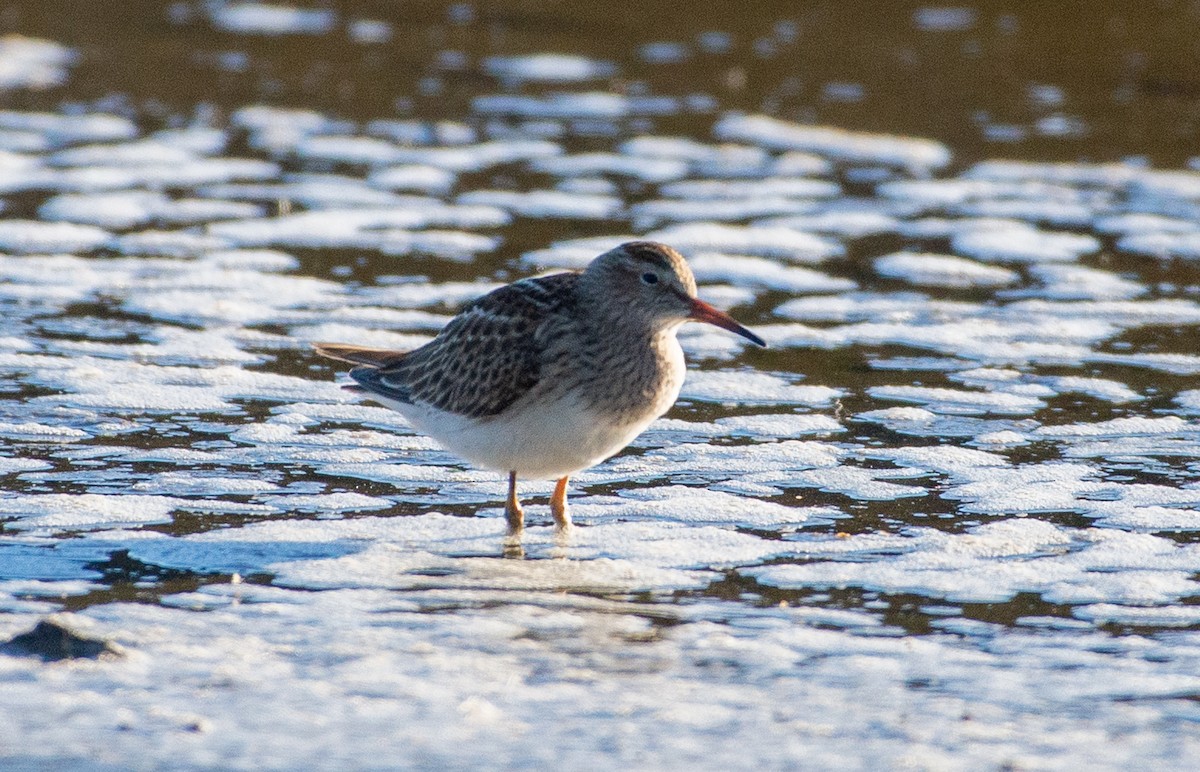 Pectoral Sandpiper - Noah Eckman