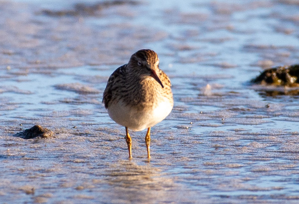 Pectoral Sandpiper - Noah Eckman