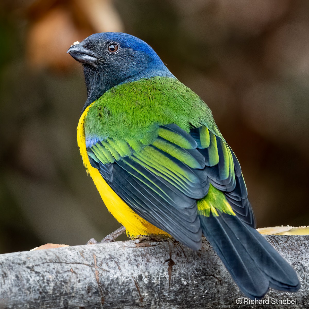 Black-chested Mountain Tanager - ML623510520